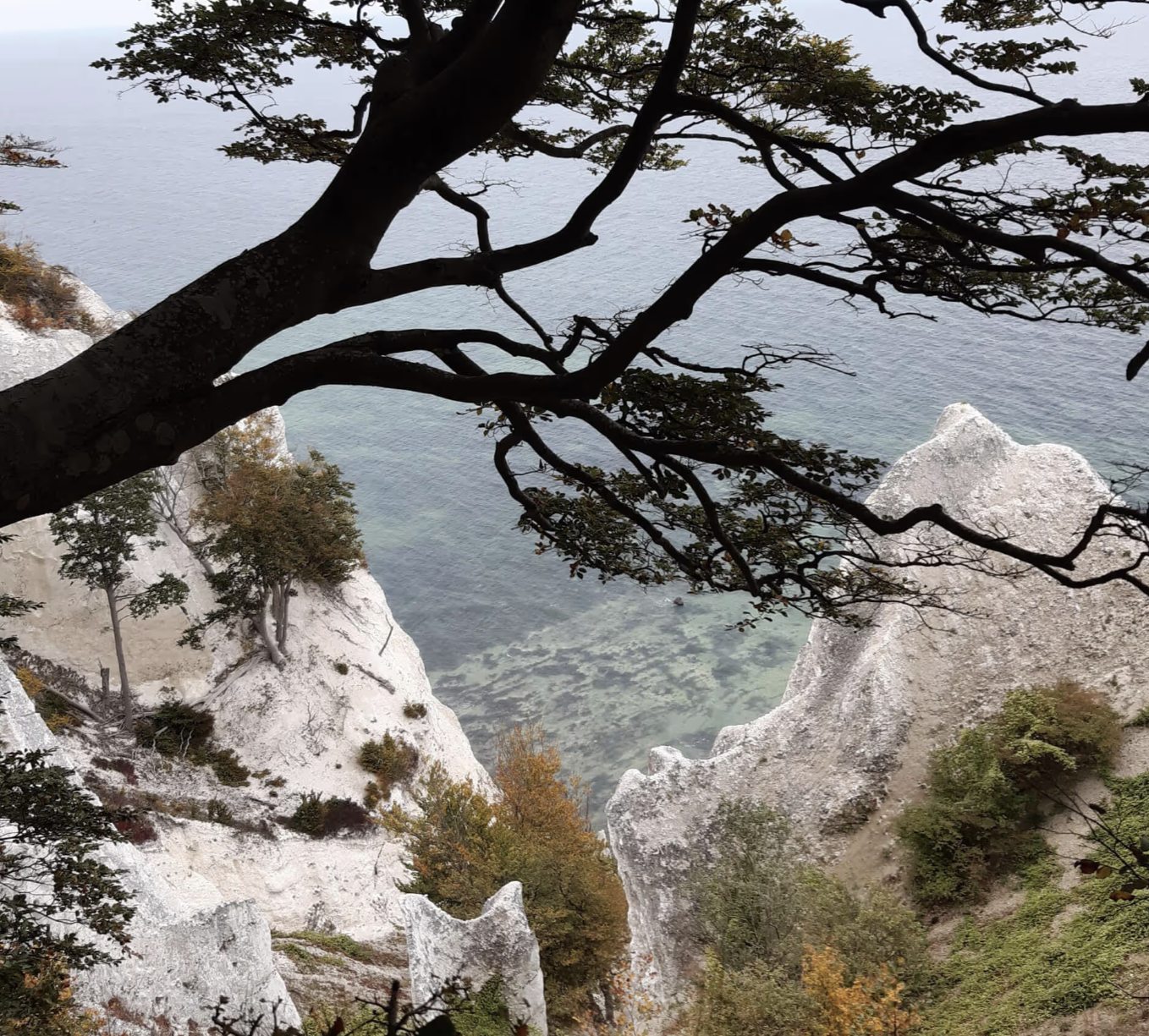 Foraging & Nature Tours