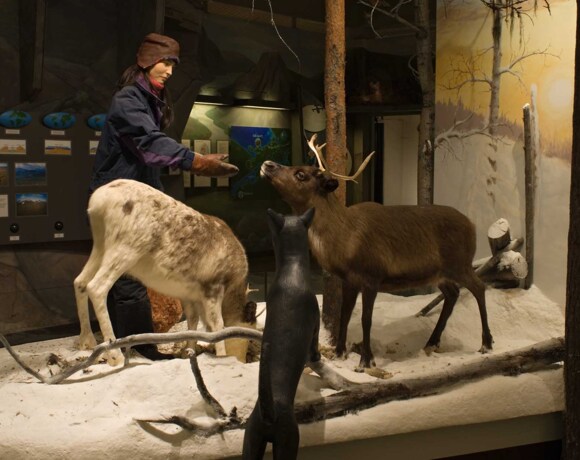 Ajtte Mountain and Sámi museum-guided tour