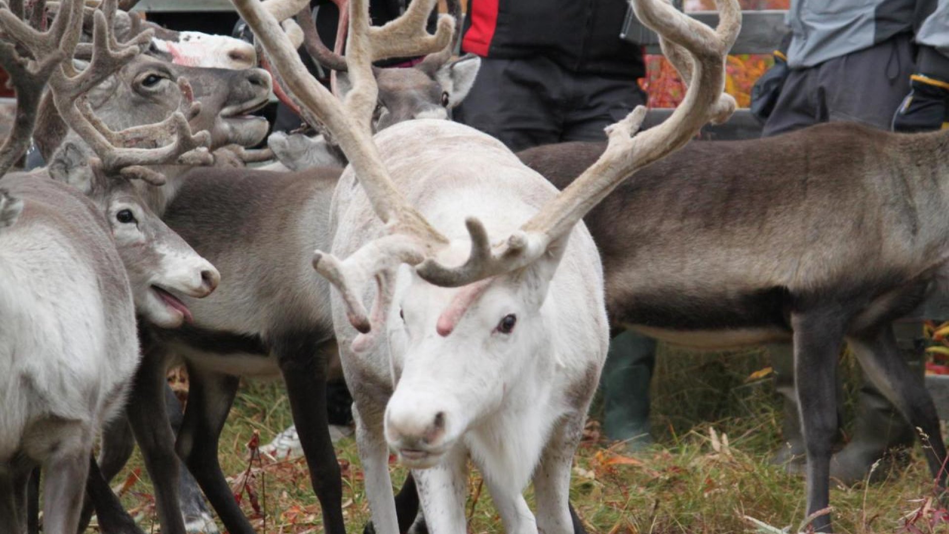 Sámesijdda: Life in the Reindeer Herd
