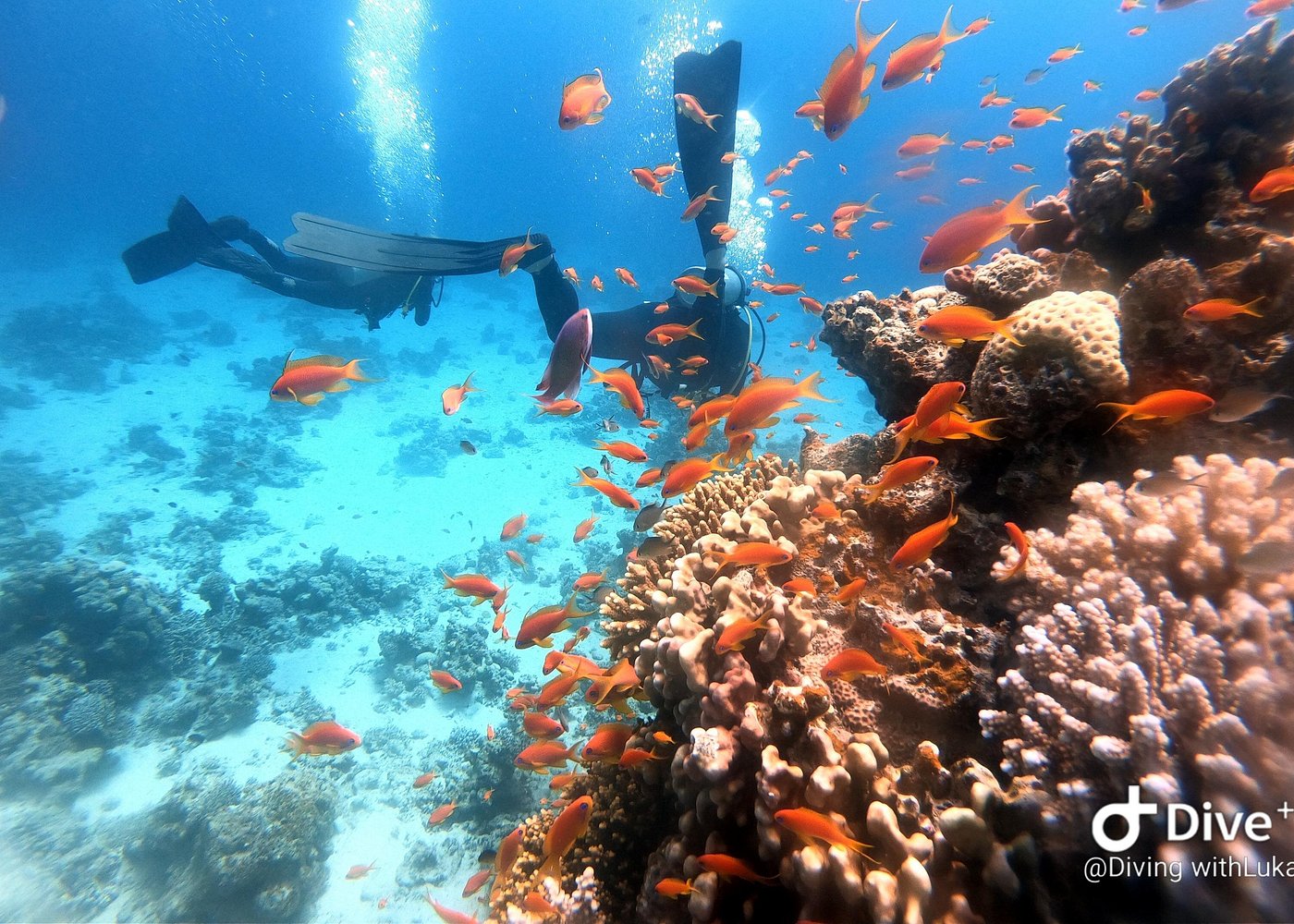 Full Day Diving with Private Guide