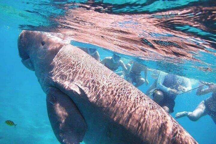 Marsa Mubarak: Dugong & Giant Turtle Boat Trip