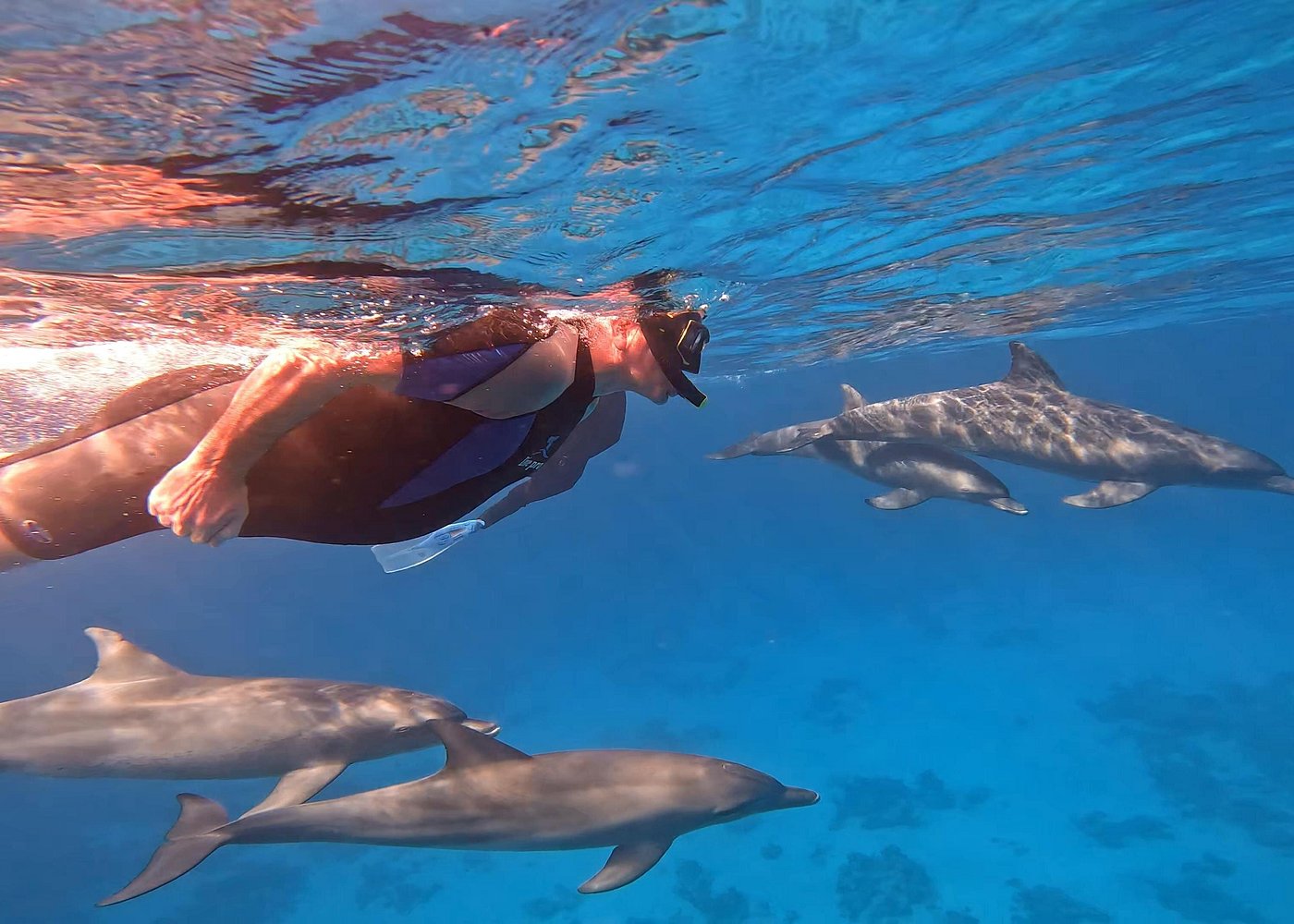 Swim With Dolphins at Dolphin House (With Lunch)
