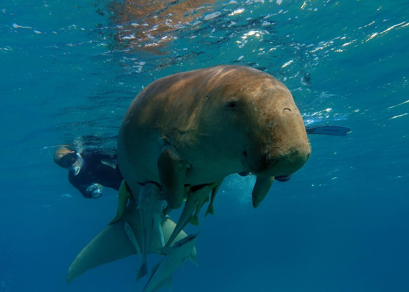 Dive with Dugongs & Turtles at Marsa Mubarak