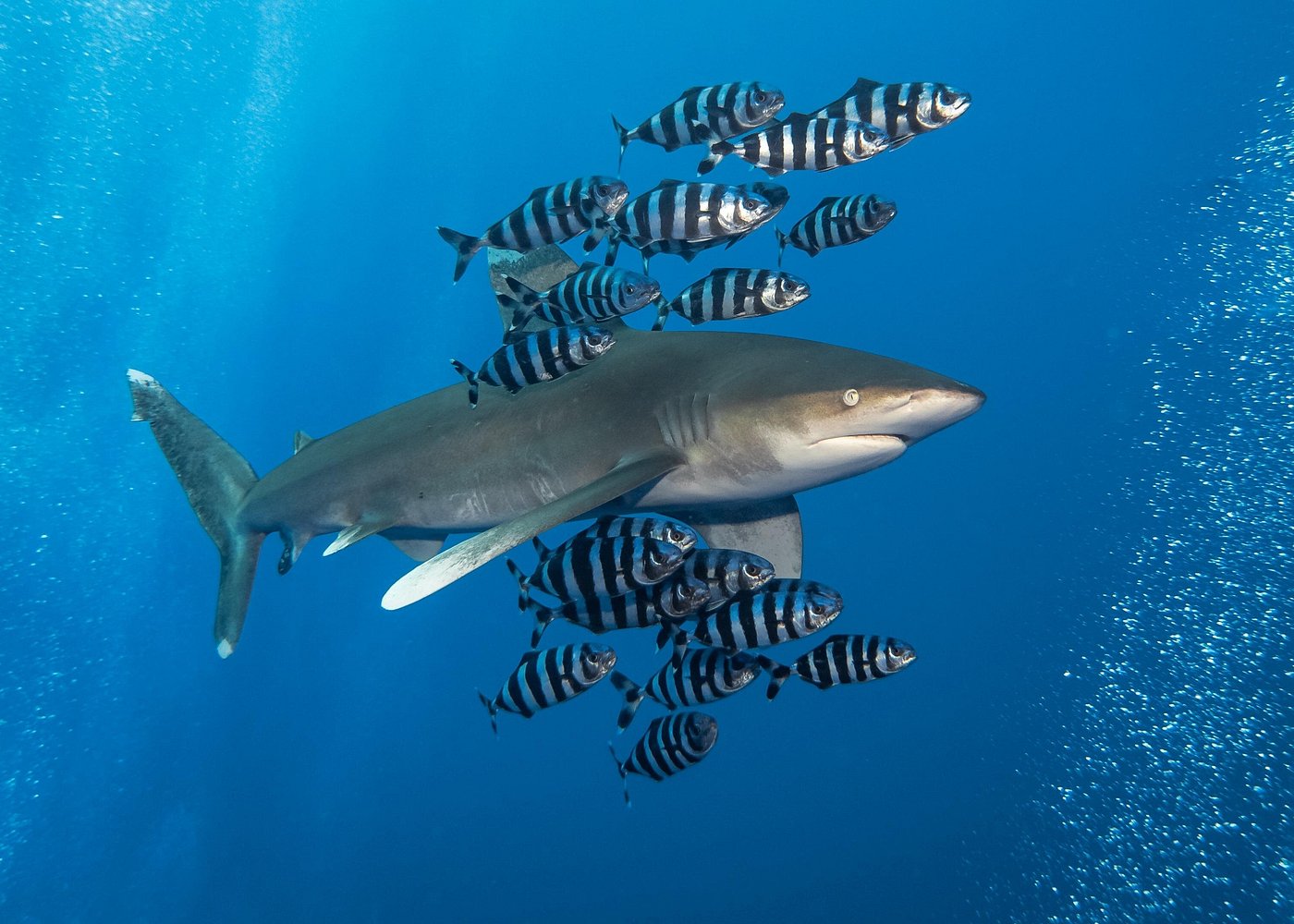 Dive Elphinstone Reef: The Everest of Red Sea Diving