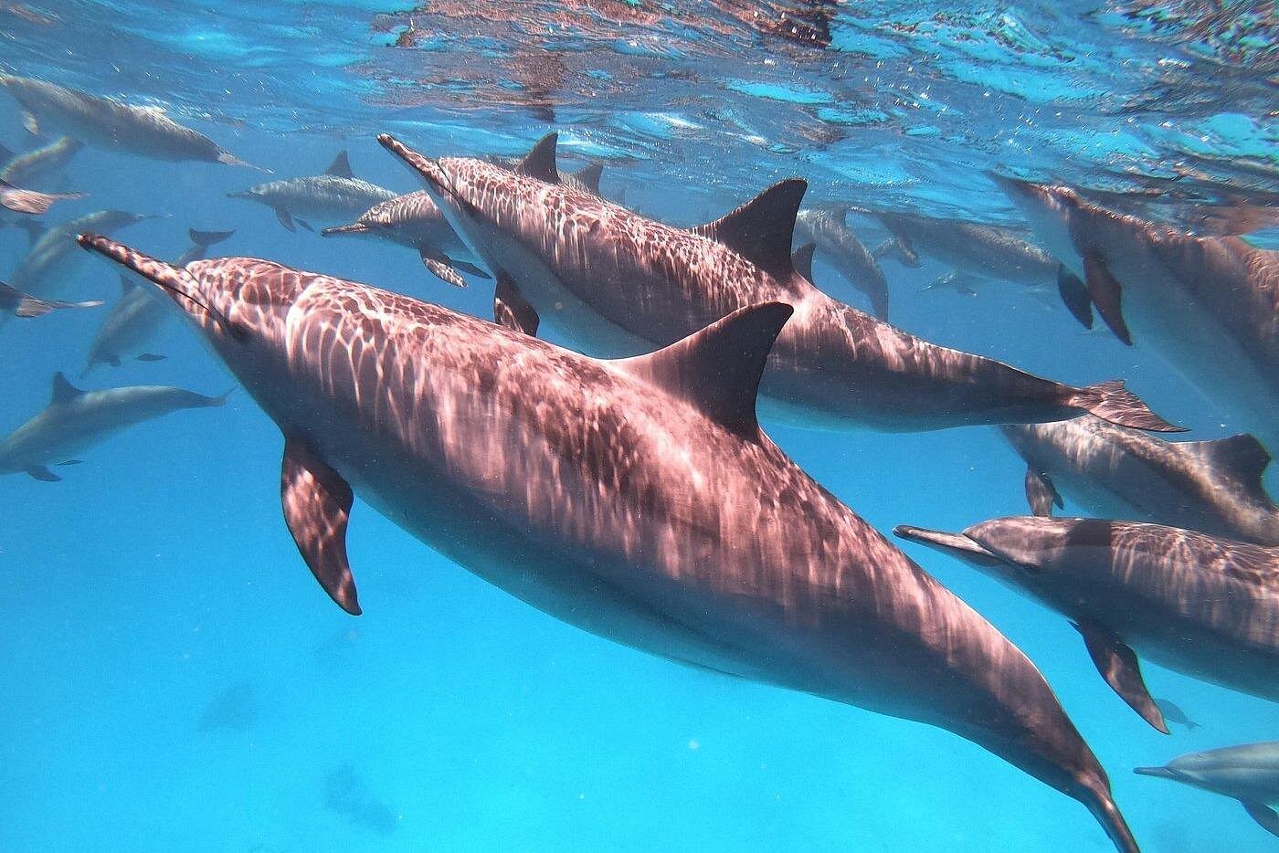 Dolphin House: Sataya Reef Snorkeling Cruise